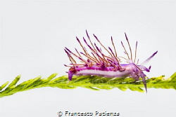[:b:]White nudi [:/b:]
No Photoshop. by Francesco Pacienza 